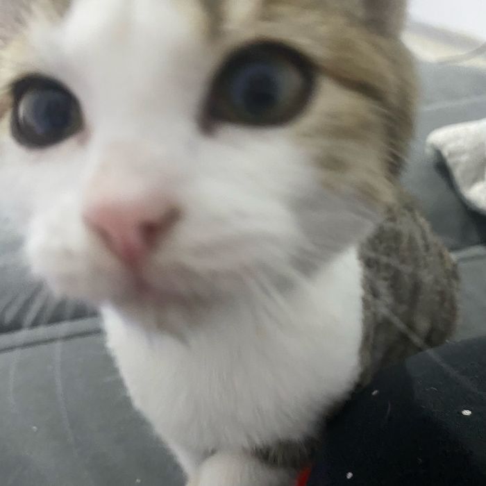 Отдам котят в хорошие руки!