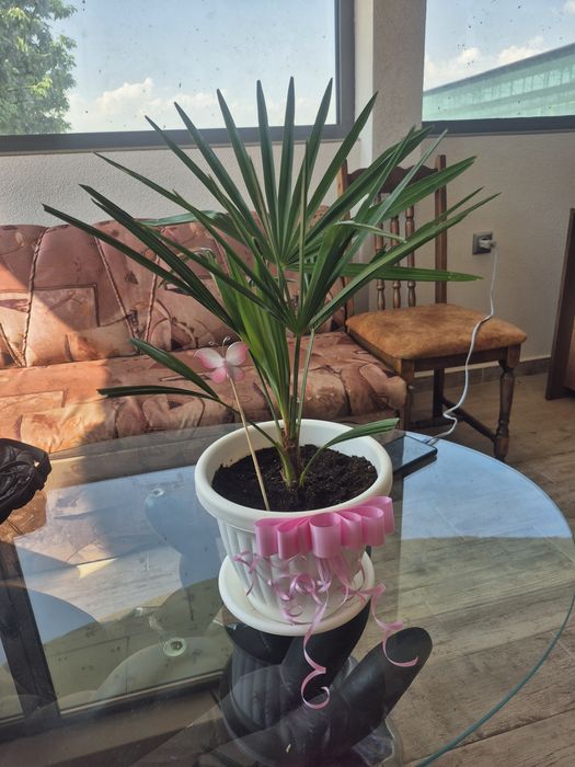 Продавам Студоустойчиви палми Трахикарпус.