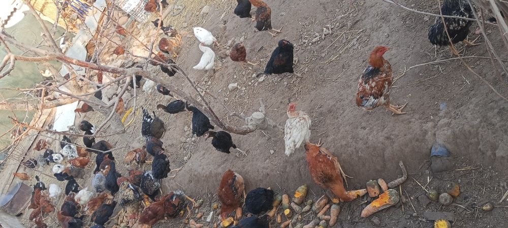 Товук ва жужалар