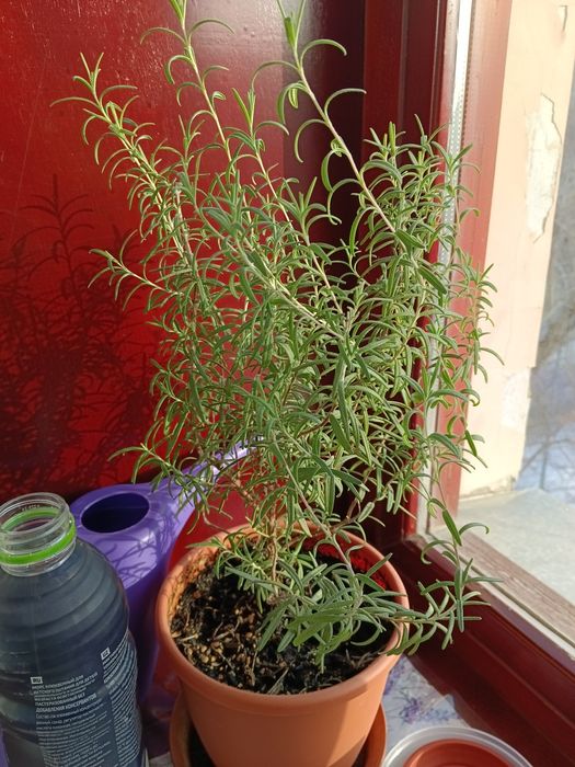 Продам кротон и фикус