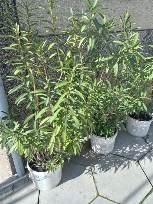 Цветы аляндра.белые .розовые