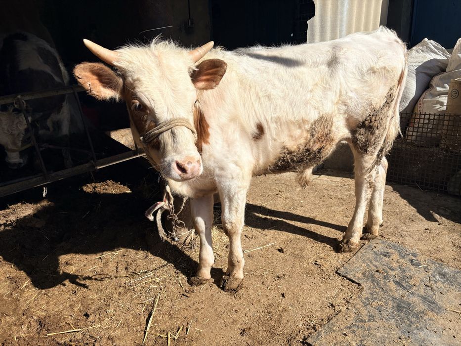 3 бука сатылады.