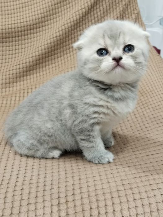 Скоттиш фолд (девочка)