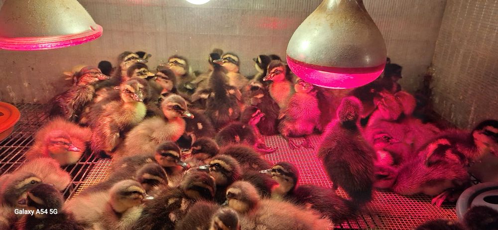 Boboci Rată Mulard si Rouen