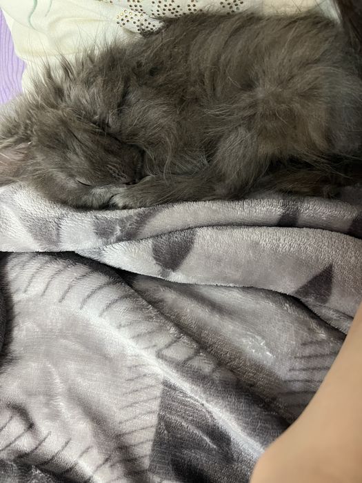 Отдам котенка в добрые руки