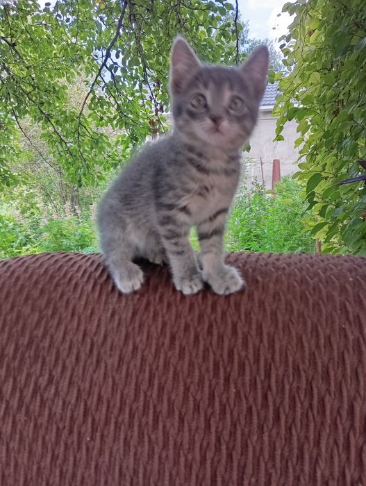 Отдам в добрые руки