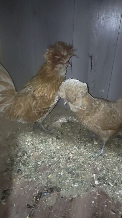 Sotiladi Paduan shamua