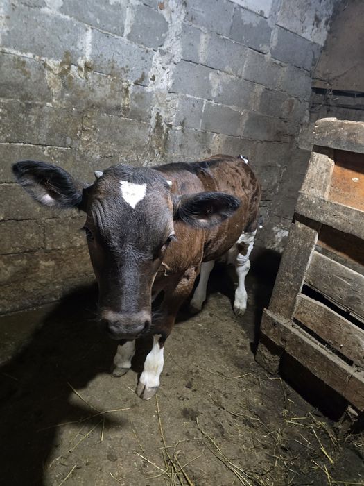 Vând vițel are 2 luni jumate