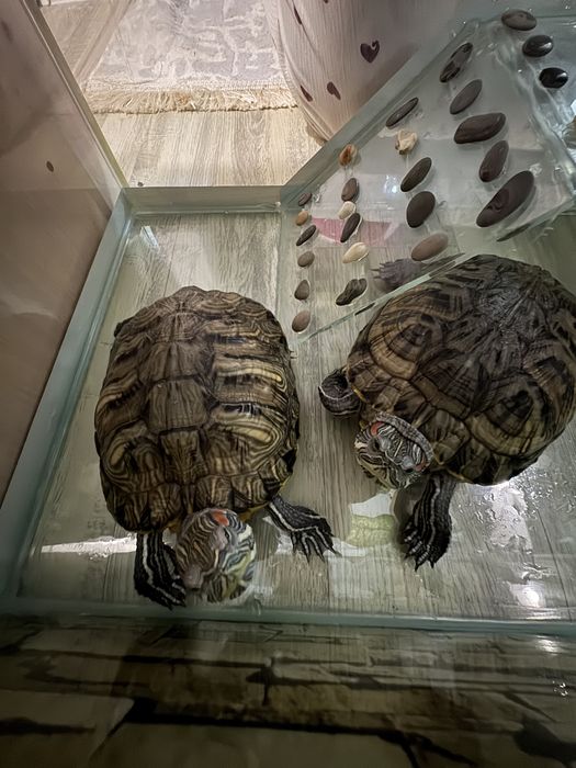 Черееашки красноухие