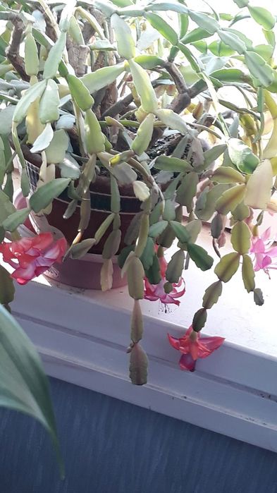 Комнатные растения разные,цены уточняйте!