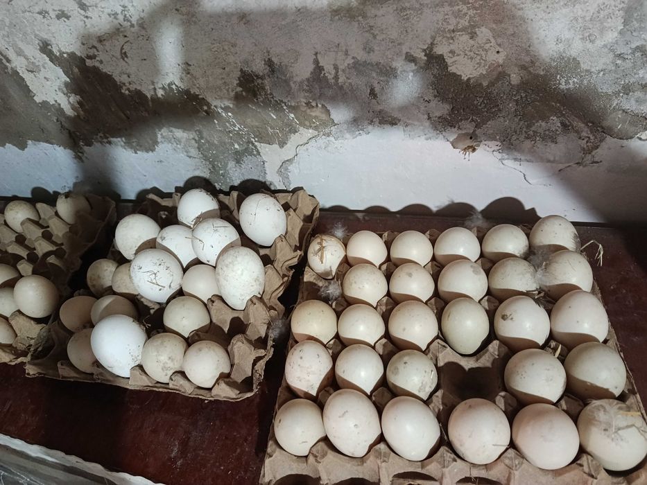 Продам индоутиные и гусиные яйца под инкубатор