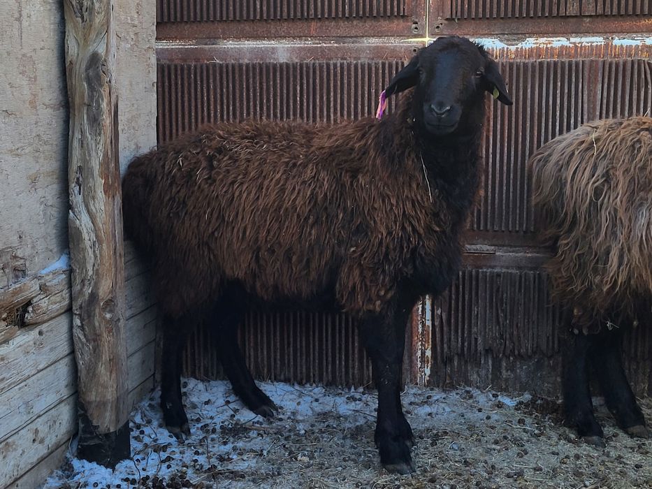 Сектер сатылады.