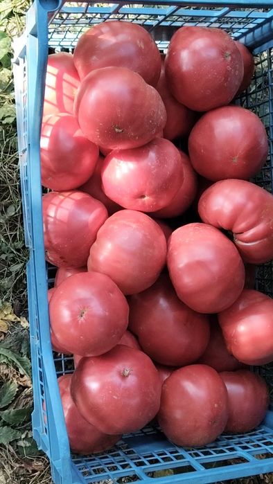 Селски Розов домат-1,50 Евро