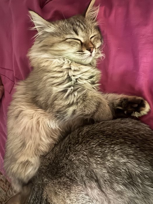 Продается котята