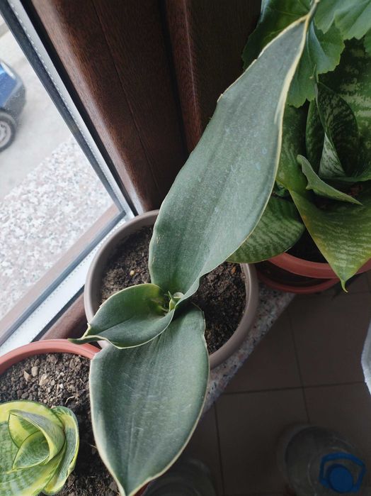 Налични жълти сансевиери, moonshine, cilindrica, Black moon, алое