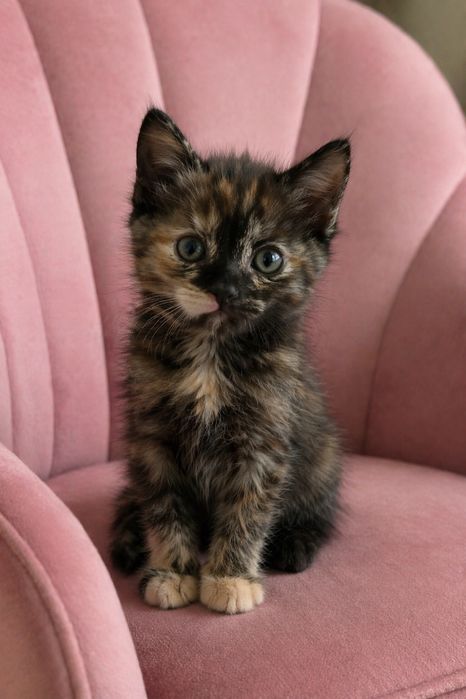 Отдам котенка. 2 месяца. Девочку