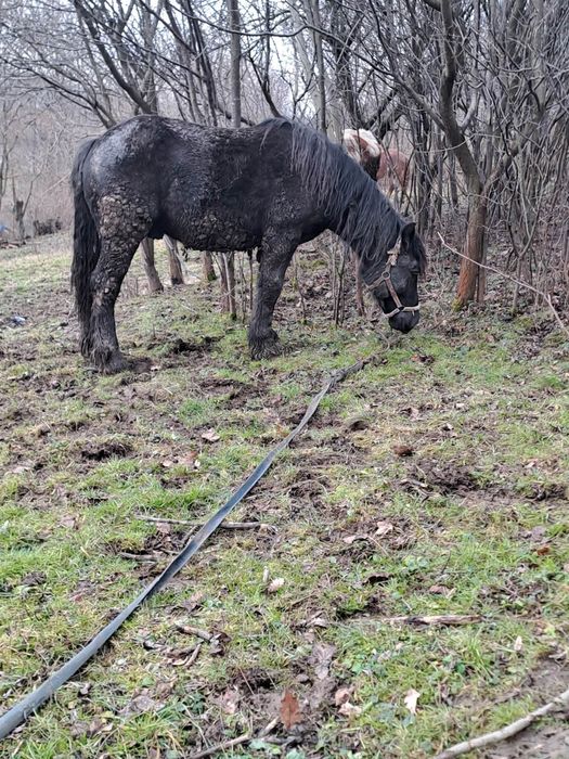 De vânzare un manz semi greu de 1 jumătate 2 ani face an primăvară