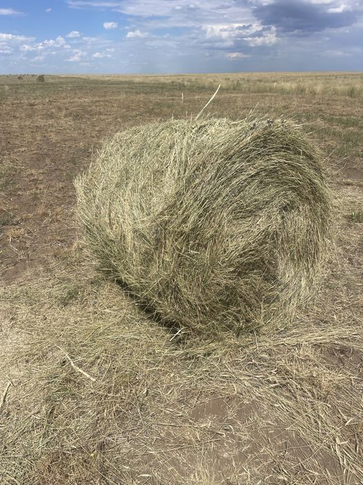 Сено в рулонах житняк