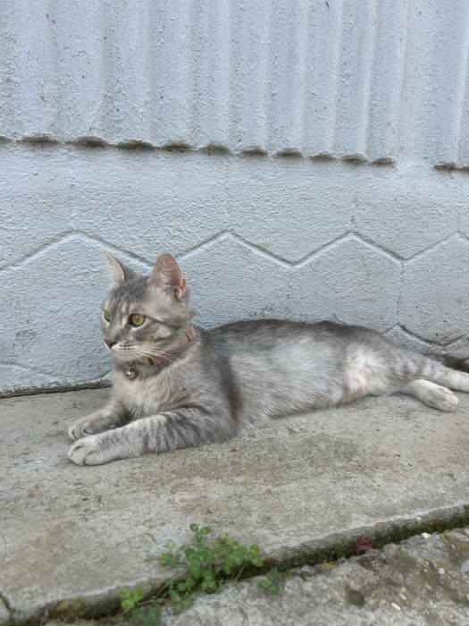 Cautam casuta grijulie
