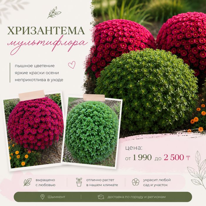 хризантема мультифлора