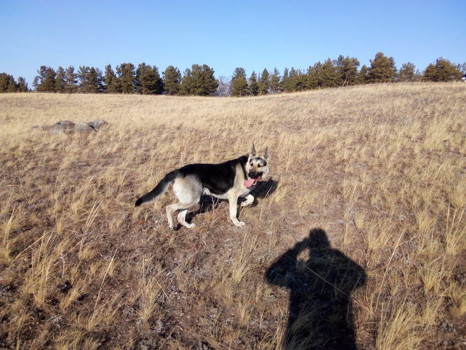 ВЕО породистый...