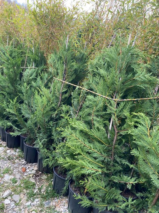 Plante Ornamentale pentru Amenajari Peisagistice