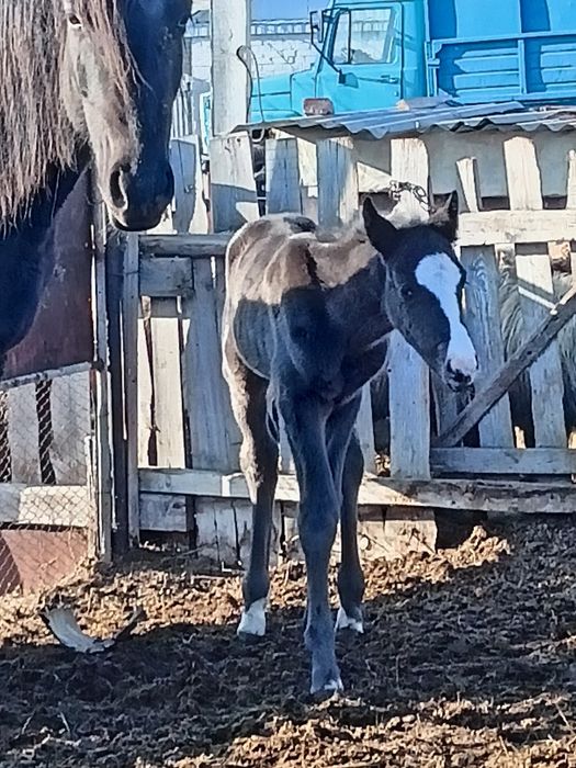 Продам Кобылу с жеребенком