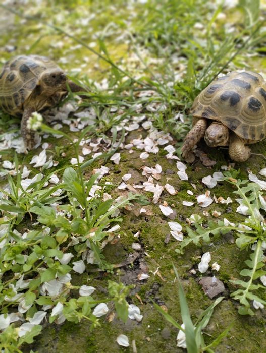 Черепаха по 150.000 сум