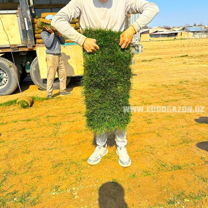 Газон екиш тошкент | Газон в ташкенте Таййор Газон