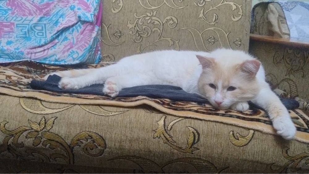 Кот в добрые руки