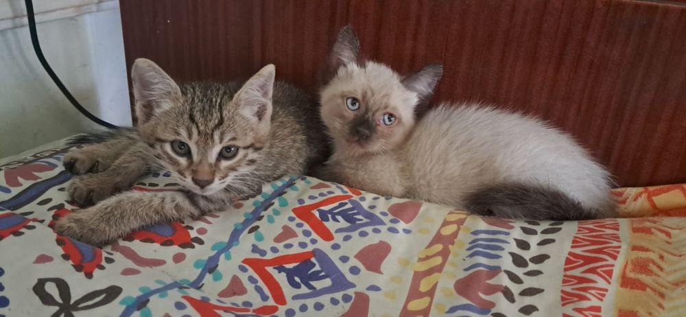 Котята в добрые руки .