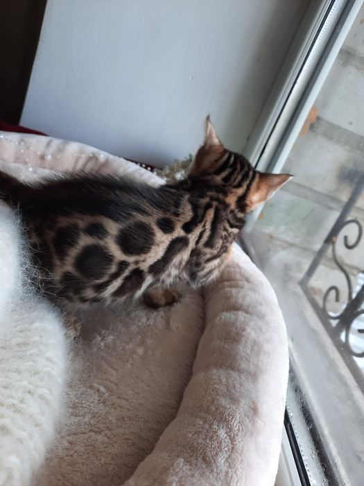 Продам бенгальских котят