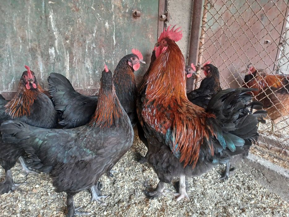 Oua de marans negru arămiu