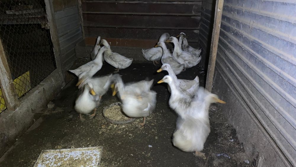 Куры Утки срочно продам по 5000