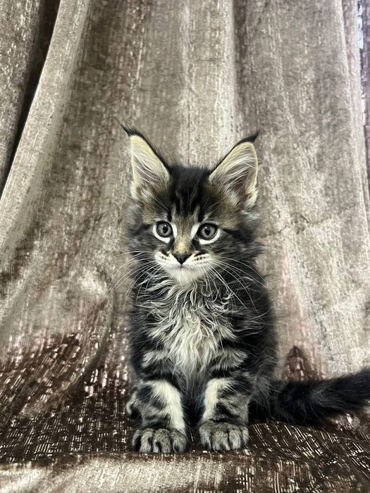 Шикарные котята Мейн Кун