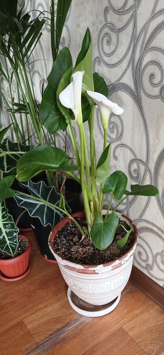 Комнатные растения от 2500