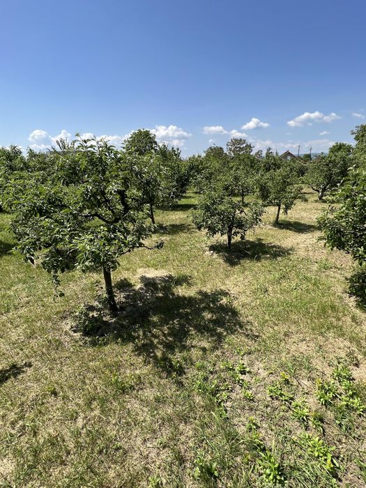 Teren Intravilan 2000 mp-Letea Veche-5 km de Bacau