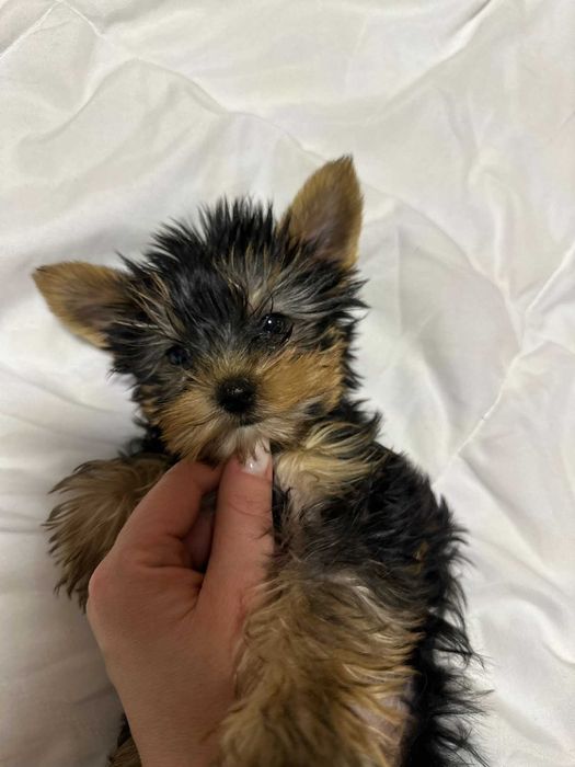 Женско мини йорки