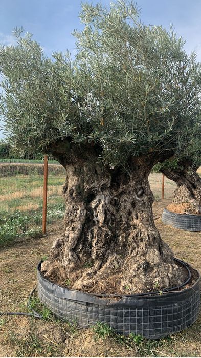 Maslini seculari si centenari de diferite marimi si forme