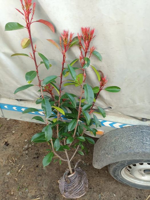 Photinia Red Robin ,gard viu