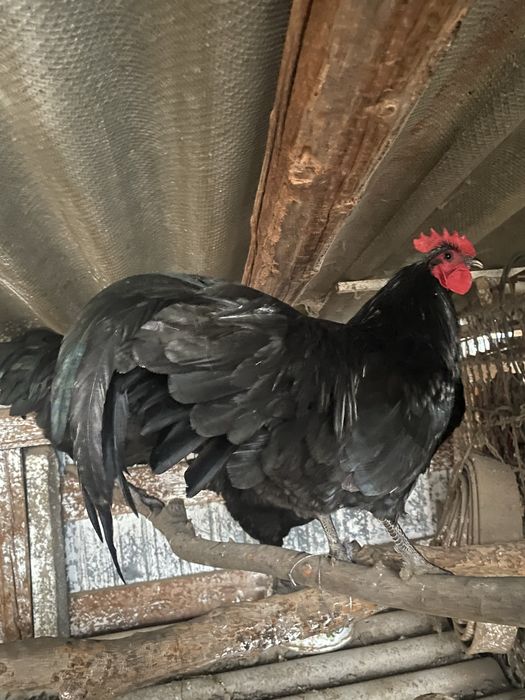Cocoși australorp negru