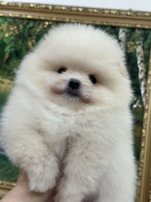 Красивые малыши шпица