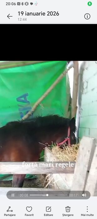 Am un cârlan armăsar frumos semigreu