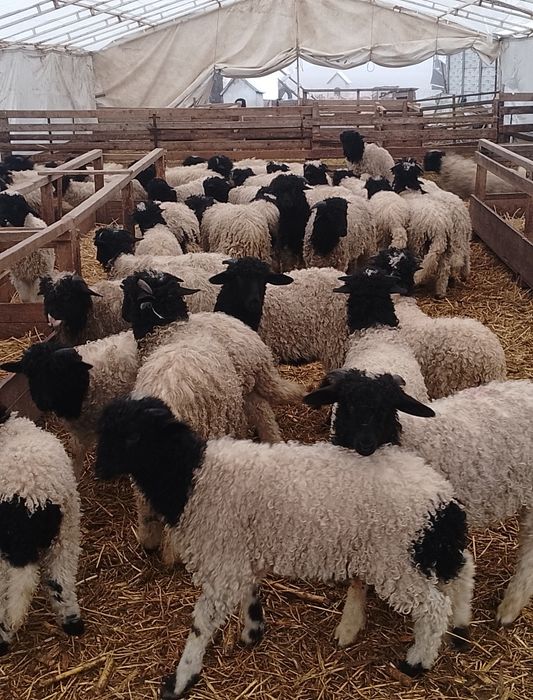 Mieii de vânzare grași ținuți Pe stabulație