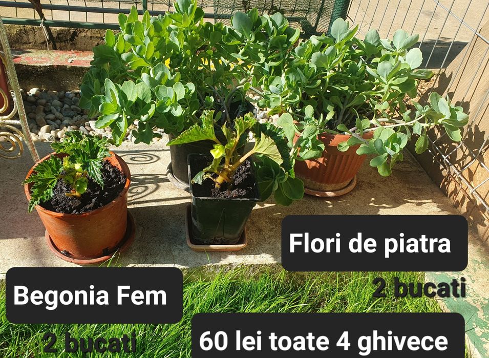 Flori la ghiveci