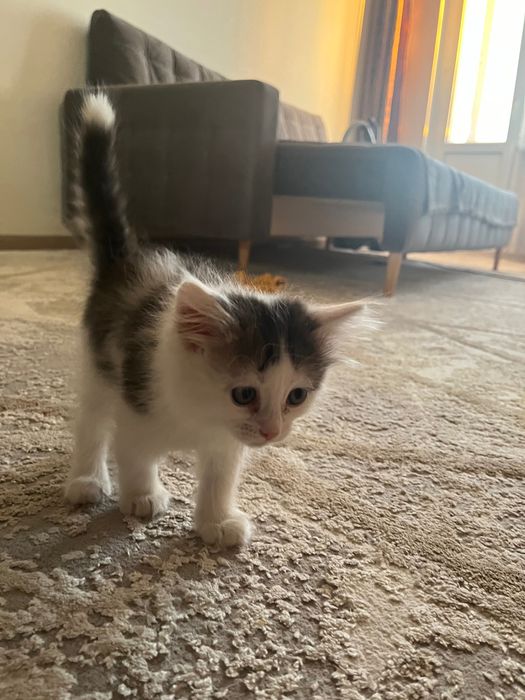 Отдам кота в добрые руки