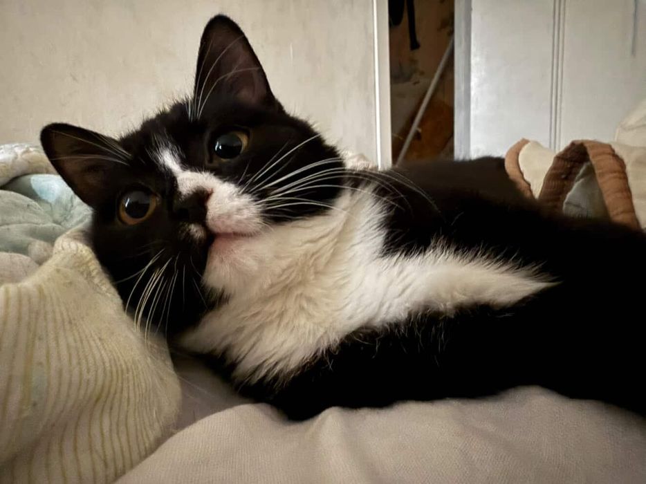 Срочно кошка ищет дом