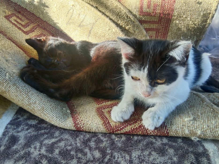 Отдам котят в добрые руки