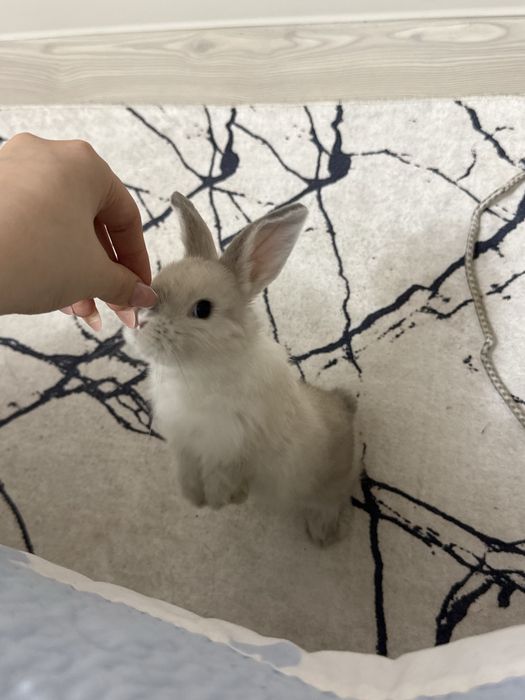 декоративный кролик вместе с клеткой