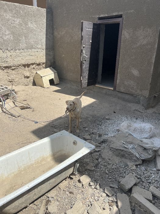 Бесплатно адам харощие руки сабака лабарадор кабель